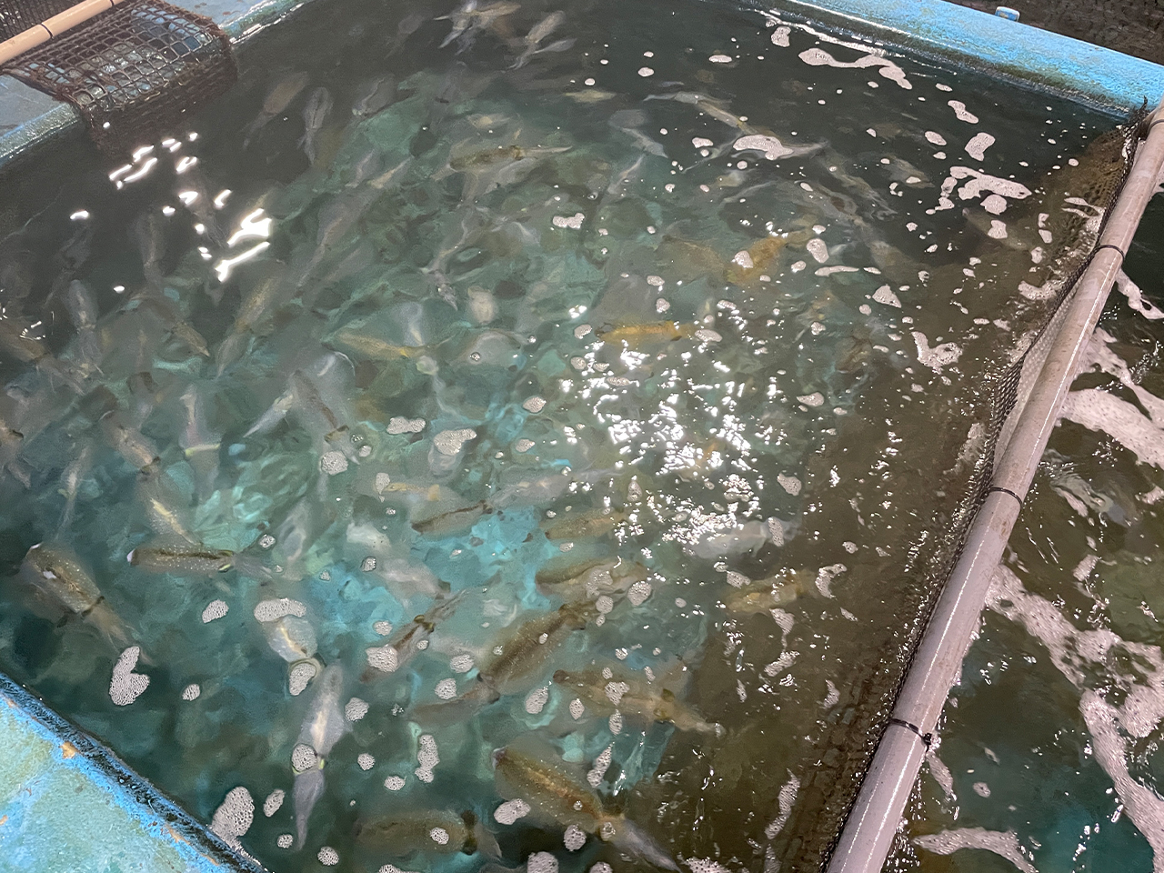 お魚処-玄海-いけす